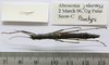 CollectionObject 1563743; 31a0be53-a6f5-4591-af23-2581e7627750: copyright FRIM. female (paratype). (CollectionObject).;CollectionObject 1563744; 9d17e985-3744-4757-8071-626e03c20c7a: copyright FRIM. female (paratype). (CollectionObject).