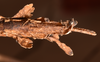 CollectionObject 1562296; 0bd61acf-dea1-40a4-abaa-e9a76976d357: copyright OUMNH. female: end of abdomen, ventral view of Ceroys laciniatus (holotype). (CollectionObject).