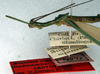 CollectionObject 1557512; dbb512e9-4b41-44a9-a35c-e822a924ccda: copyright NMW, Vienna. male: head and thorax, lateral view (syntype). (CollectionObject).;CollectionObject 1557513; d411f79c-d1c2-4c19-bb1e-d781b78e3801: copyright NMW, Vienna. male: head and thorax, lateral view (syntype). (CollectionObject).