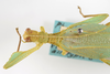 CollectionObject 1561220; a7c2a2e2-144e-457e-a7e4-04e1f58e9195: copyright ANSP. male: head & thorax, dorsal view (paratype). (CollectionObject).