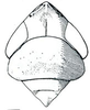 Head: !! display not done !! on Elymana DeLong, 1936: Elymana inornata, head, pronotum, and mesonotum, dorsally. (Observation).