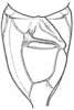 Arethaea mescalero Hebard, 1936: Pl. XVIII, Fig. 6 (after paratype). stridulatory field of male tegmina, dorsal view. (Otu).