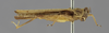 CollectionObject 1523089; 107120da-d1a5-4cea-82bf-4f1fa340443d: male, lateral view (lectotype). (CollectionObject).