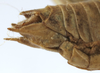 CollectionObject 1539769; 6ef2409b-b1c7-4640-98b1-6213b5ea8b39, MNHN-EO-ENSIF1605: male subgenital plate (holotype). (CollectionObject).