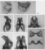 Melanoplus glaucipes (Scudder, 1875): male genitalia. (Otu).