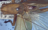 CollectionObject 1521935; 6c50c7e0-7723-4488-89b1-375e1288870e: male stridulatory apparatus (holotype). (CollectionObject).