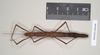 CollectionObject 1560146; b9ecc75e-5989-4ebf-8a39-ca595776ac77: copyright Natural History Museum, London. female, dorsal view (paratype). (CollectionObject).;CollectionObject 1560147; 54bfe3af-922c-433d-be67-3aa34f21aaab: copyright Natural History Museum, London. female, dorsal view (paratype). (CollectionObject).