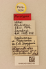 CollectionObject 2071150; 9be10df3-4d76-4091-9b3f-c00df052eeb6, NHMUK015982168: labels (paratype). (CollectionObject).