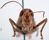 CollectionObject 1530664; 7eeebed3-8622-4c7e-9567-3f46908fc93f: female, frontal view (syntype of Caloptenus vulcanius). (CollectionObject).