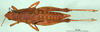 CollectionObject 1502659; 2f3d92b2-67ee-4e40-b65c-980a0a721361: female, dorsal view (paratype of Ixalidium usambaricum). (CollectionObject).