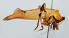 CollectionObject 1537283; 4fac0728-5d63-4cac-87c9-1b666f95415e: male, lateral view (holotype). (CollectionObject).