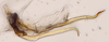 Aedeagus, lateral view: (Observation).