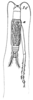 Brazitrypa haanii (Saussure, 1874): Pl. 19, Fig. 73(1). male. (Otu).