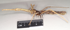 CollectionObject 1560498; 9f6255ae-b881-457f-b808-5bda1a544370, NHMUK(SF IMPORT DUPLICATE) 845029-845030: copyright Natural History Museum, London. female, lateral view (syntype). (CollectionObject).