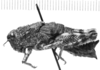 CollectionObject 1525859; 6fd2dc20-a1fb-4815-99c5-e17cb4fbe19d: female, lateral view (allotype). (CollectionObject).