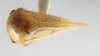 Habitus, dorsal view on Anisostylus viridis (Funkhouser, 1943) now Anisostylus fulgidus (Ball, 1937): (Observation).