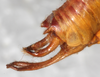 CollectionObject 1566623; 0080e846-e5a0-48d8-a109-f977e5e2d501: male abdomen tip, right lateral view. (CollectionObject).