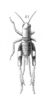 Agryllus euzonus (Saussure, 1877): Pl. 13, Fig. 13(1). female, Cophogryllus euzonus. (Otu).