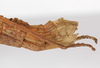 CollectionObject 1562383; bb24c673-e74e-40ee-93c7-fcfeacd4cacc: copyright ZMB, Berlin. female: end of abdomen, lateral view (syntype). (CollectionObject).;CollectionObject 1562384; d3ae3f62-92cf-49f3-89af-34838899ffec: copyright ZMB, Berlin. female: end of abdomen, lateral view (syntype). (CollectionObject).