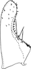 Subgenital plate, ventral view on Arboridia (Arboridia) magna Song, Li & Dietrich, 2016: Subgenital plate. (Observation).