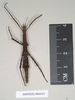 CollectionObject 1559857; NHMUK(SF IMPORT DUPLICATE) 844921, 2b92cc82-ad6b-46c2-a19d-27526138c52f: copyright Natural History Museum, London. female Pachymorpha hystriculea (holotype). (CollectionObject).
