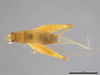 CollectionObject 2062724; 28ad0106-9cdd-4fb1-9d29-9ab9a3705564: Male, dorsal habitus. (CollectionObject).