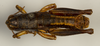 CollectionObject 1527193; 6c2224fe-0975-40b1-94eb-6b3887f0d783: male, dorsal view (holotype). (CollectionObject).