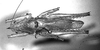 Podacanthophorus alas Naskrecki, 2000: male, dorsal view. (Otu).