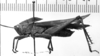 CollectionObject 1530113; 5dc73202-4882-43d3-a306-7b56c97e25ac: Image Carbonell, C.S. male, lateral view (syntype of Tropidonotus scabripes). (CollectionObject).