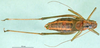 CollectionObject 1501845; 050e3c7e-0880-43c5-a339-c6f96f2d1359: male, dorsal view (paratype). (CollectionObject).