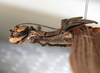 CollectionObject 1558657; 133da2a3-3d44-4789-86e5-4671977f2951: copyright NMW, Vienna. female: head, lateral view (syntype). (CollectionObject).;CollectionObject 1558658; d4fb1899-121f-4e8d-be5e-b67e32f58e28: copyright NMW, Vienna. female: head, lateral view (syntype). (CollectionObject).