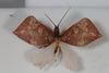 CollectionObject 1505797; 1cbc495d-608d-4251-8df3-864799fd2434: female, dorsal view (holotype). (CollectionObject).