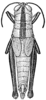 Aztecacris gloriosa (Hebard, 1935): Pl. 5 fig. 3. female, dorsal view (Perixerus gloriosus, body length 20.6 mm, pronotum 4.0 mm, femur 12.3 mm). (Otu).