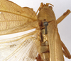 CollectionObject 1529717; 8e0a9ae7-3d51-4191-a1c1-e453c5d48bcb: female pronotum, dorsal view (holotype). (CollectionObject).