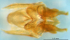 CollectionObject 1476765; 02787473-ee93-4d51-82d2-91ba58fb889e: phallic complex (holotype). (CollectionObject).