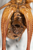 CollectionObject 1531304; 2ddf6dcd-6a1c-47b1-858d-3140fa7c5a1c: male, posterior view (syntype). (CollectionObject).