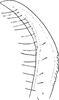 Stylus: !! display not done !! on Tremulicerus fulgidus (Fabricius, 1775): Stylus (I. cupreus). (Observation).