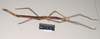 CollectionObject 1563707; a9ec4b43-ed61-4903-b5b2-9e7ef529998d: copyright Natural History Museum, London. (CollectionObject).