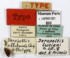 CollectionObject 1587441; MNHN(SF IMPORT DUPLICATE) MNHN-EP-EP899, e3d08565-ff7b-48fc-85ec-781d6d5d7c10: CC BY-NC-ND 4.0/MNHN - Depraetere Marion - 2014. Type, female, of abbreviata Chopard, 1938. Specimen number: MNHN-EP-EP899. http://coldb.mnhn.fr/catalognumber/mnhn/ep/ep899. (CollectionObject).