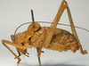 CollectionObject 1517481; c227df12-f00c-41d0-9ad0-0a4f0a464527: male, lateral view (holotype). (CollectionObject).