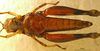 CollectionObject 1521450; c3568e87-82ae-4cf2-a711-a63a09d8f260: female, ventral view (allotype). (CollectionObject).
