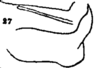 Stylus on Capistra montana Fennah, 1947: (Observation).