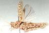 Paracharilaus curvicollis (Karny, 1910): dorso-lateral view. (Otu).