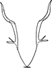 Pygofer, dorsal view: Pygofer, dorsal view. (Observation).