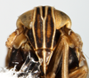 Head on Dicranotropis (Dicranotropis) hamata (Boheman, 1847): (Observation).
