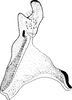 Stylus on Arocephalus (Arocephalus) longiceps (Kirschbaum, 1868): Stylus. (Observation).