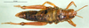 CollectionObject 1501309; 2f12c848-30c5-47d8-811c-583ccdba2e9f, DORSA BA000660S01: female, dorsal view (holotype). (CollectionObject).