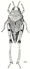 Microtmethis kuthyi Karny, 1910: Fig. 5. female, dorsal view. (Otu).