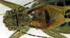 CollectionObject 1500670; 9c4de384-bf0d-477b-a787-411b70b94898: male head, pronotum and tegmina, dorsal view (holotype of Poecilimon poecilus). (CollectionObject).