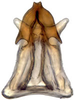 Aedeagus, ventral view: Scaphoideus omani, aedeagus, caudally (INHS). (Observation).